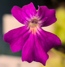 Load image into Gallery viewer, Pinguicula laueana x emarginata