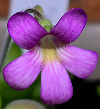 Load image into Gallery viewer, Pinguicula 'Marciano'