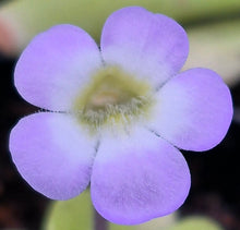 Load image into Gallery viewer, Pinguicula pilosa