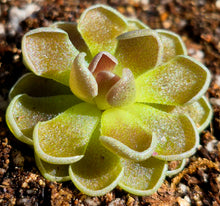 Load image into Gallery viewer, Pinguicula ehlersiae 'Victoria'