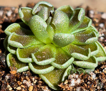 Load image into Gallery viewer, Pinguicula ehlersiae 'Victoria'