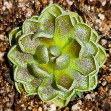 Load image into Gallery viewer, Pinguicula ehlersiae 'Victoria'