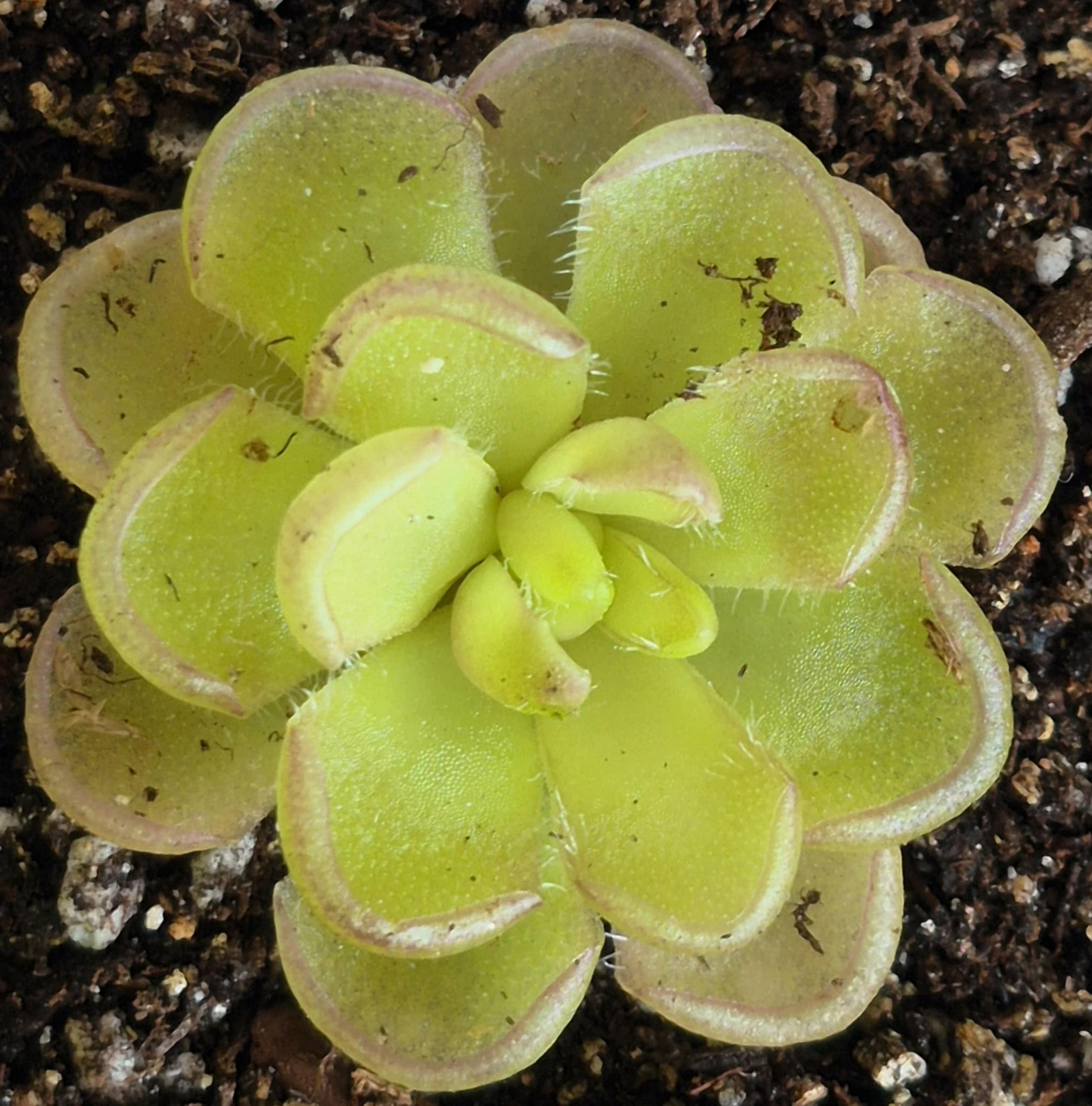 butterwort succulent Pinguicula kondoi – Cedar Bridge Botanicals