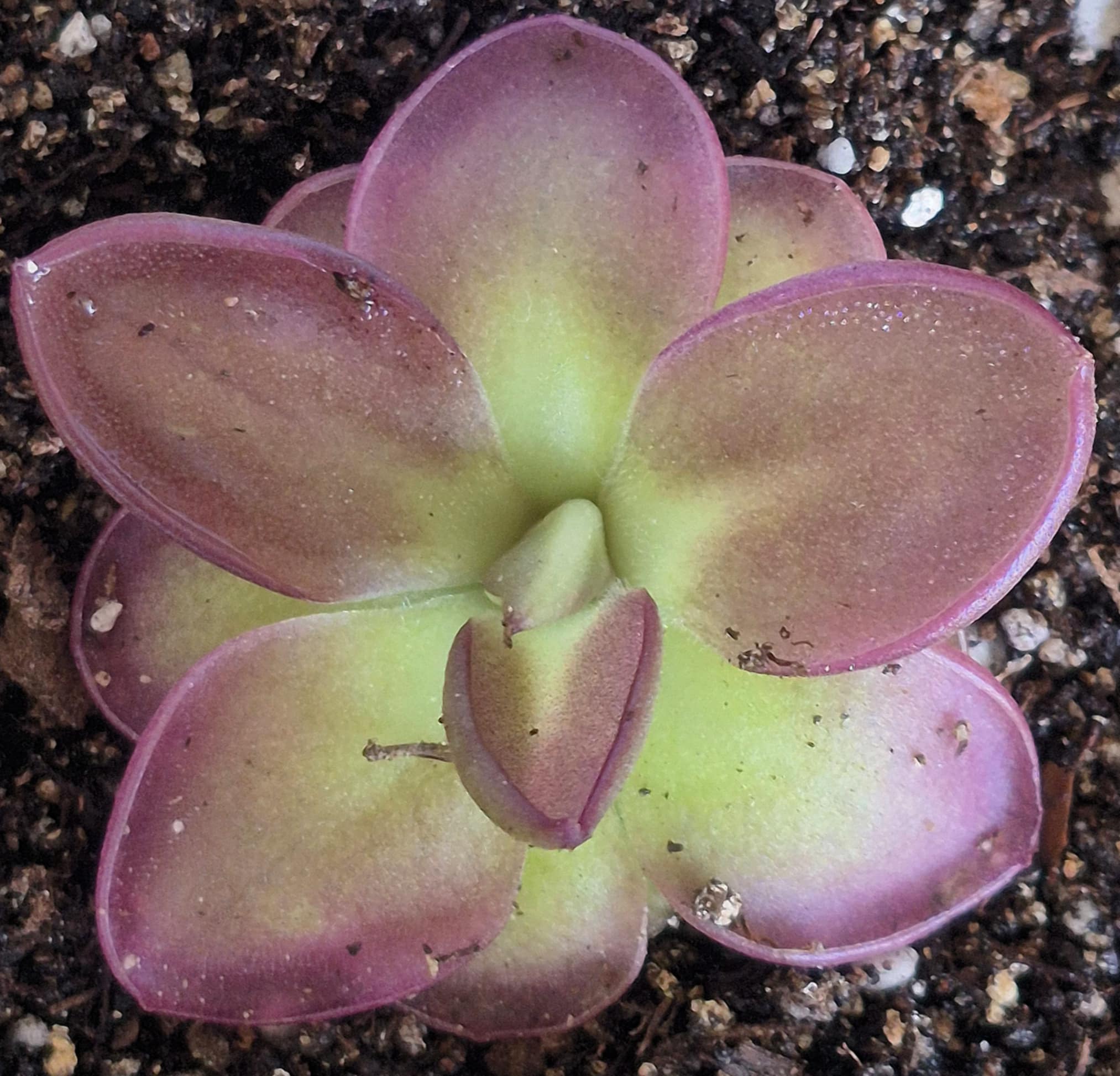 Pinguicula laueana – Cedar Bridge Botanicals