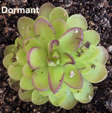 Load image into Gallery viewer, Pinguicula laueana