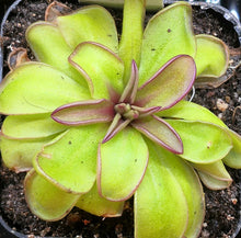 Load image into Gallery viewer, Pinguicula laueana x emarginata