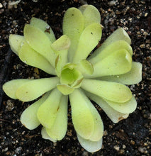 Load image into Gallery viewer, Pinguicula 'Marciano'