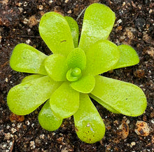 Load image into Gallery viewer, Pinguicula pilosa
