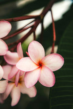 Load image into Gallery viewer, Plumeria frangipanier
