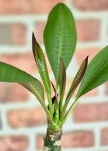 Load image into Gallery viewer, Plumeria frangipanier