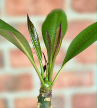 Load image into Gallery viewer, Plumeria frangipanier
