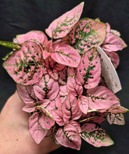 Load image into Gallery viewer, Polka Dot Plant (Hypoestes phyllostachya)