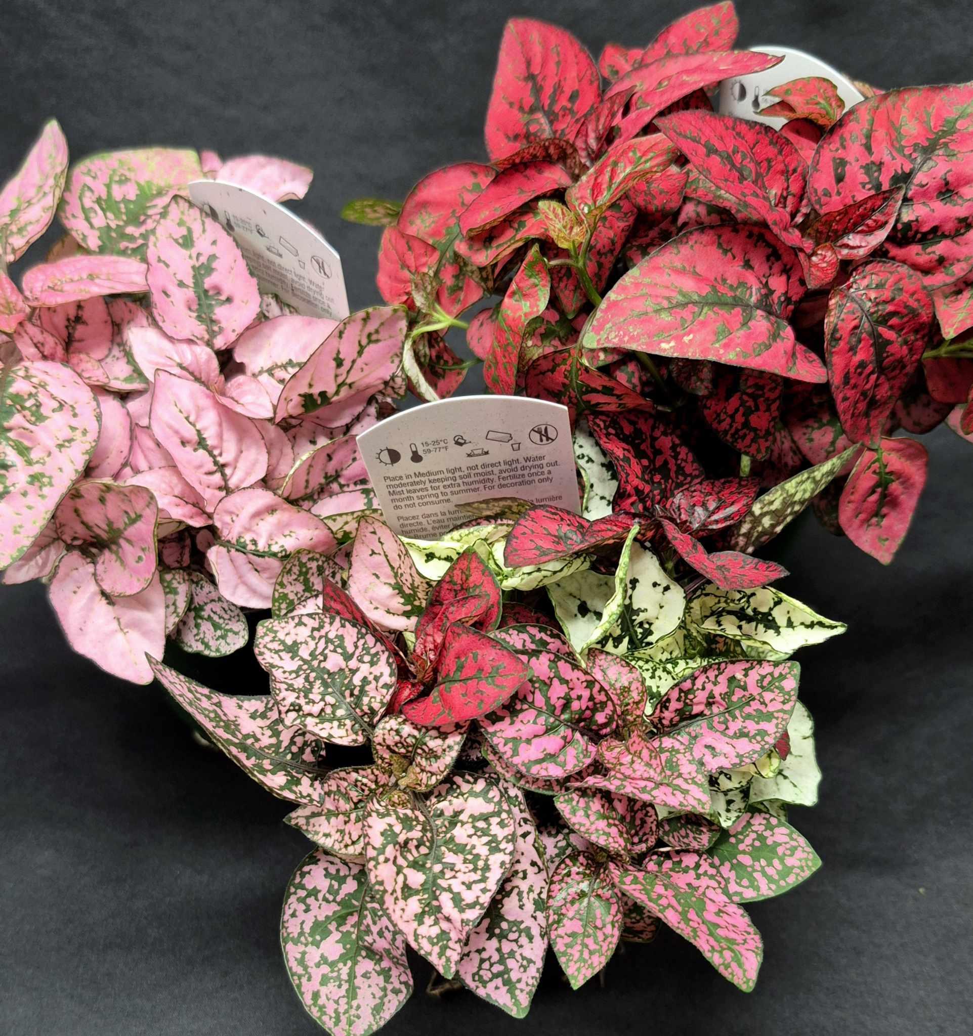polka dot plant hypoestes Polka Dot Plant (Hypoestes phyllostachya) – Cedar Bridge Botanicals