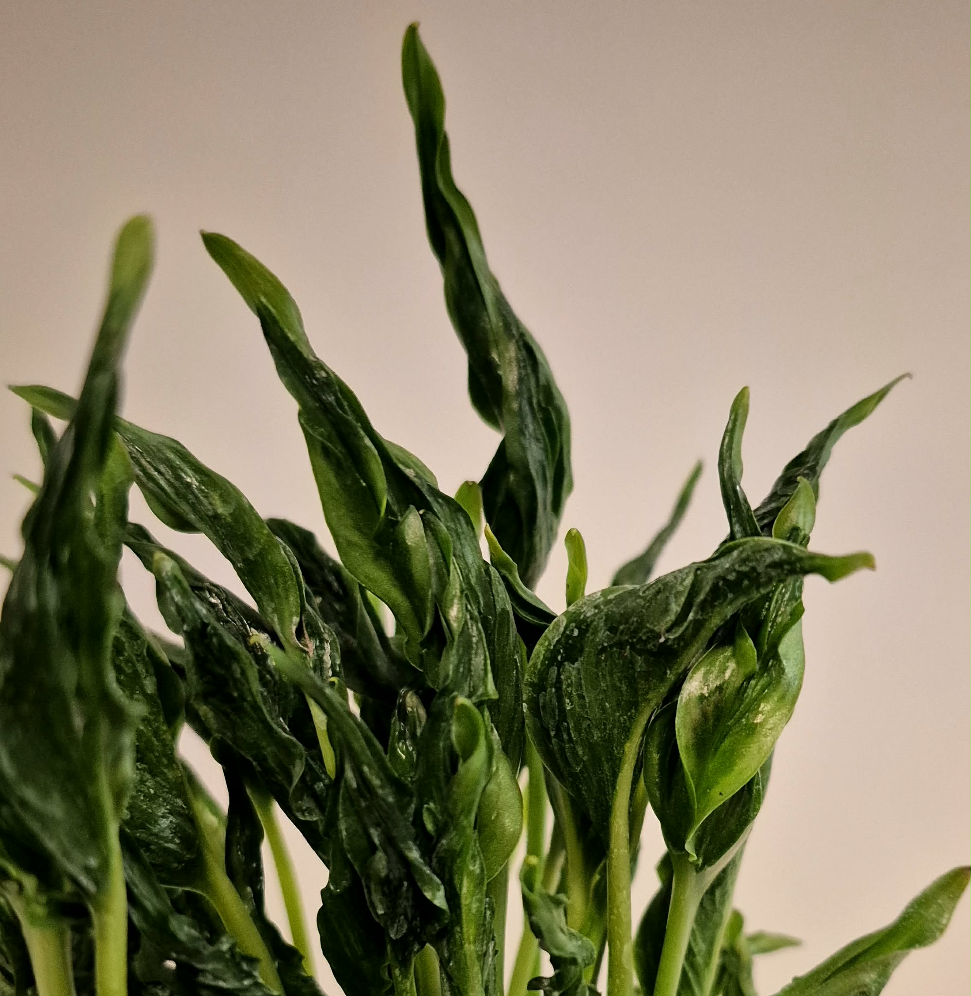 sleeping pothos for sale Sleeping Pothos (Pothos 'Shangri-La') – Cedar Bridge Botanicals