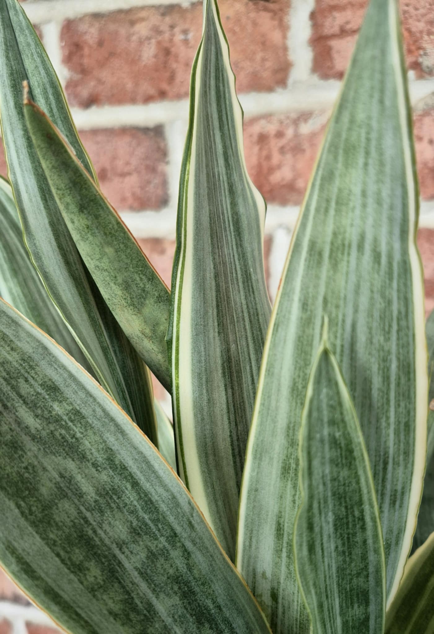 Sayuri Snake Plant (Sansevieria 'Sayuri') – Cedar Bridge Botanicals