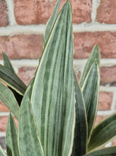 Load image into Gallery viewer, Sayuri Snake Plant (Sansevieria 'Sayuri')