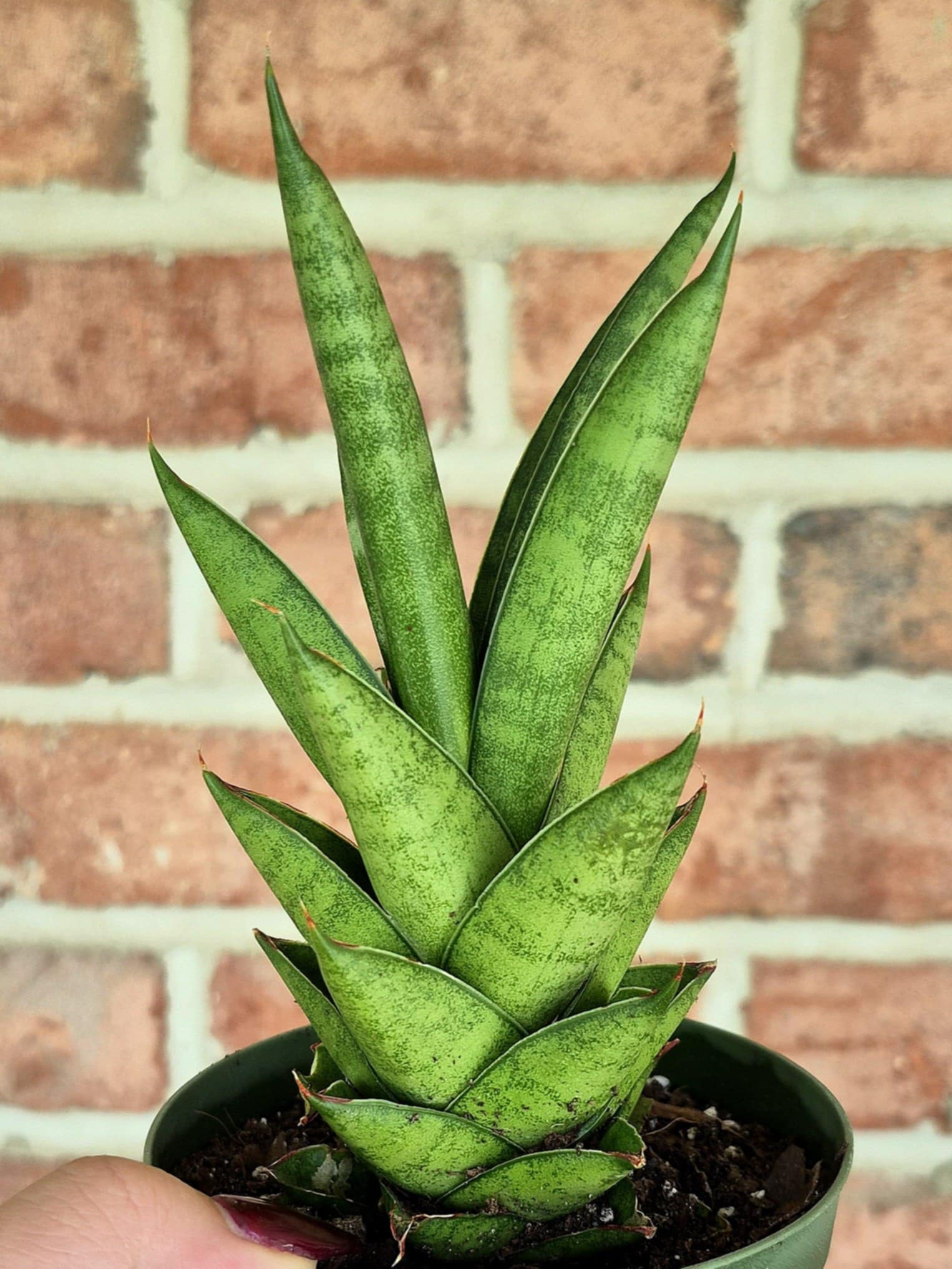 sansevieria humbertiana Tower Snake Plant (Sansevieria francisii) – Cedar Bridge Botanicals