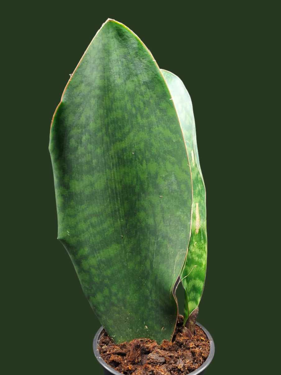 whales fin snake plant Whale Fin Snake Plant – Cedar Bridge Botanicals
