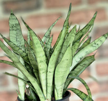 Load image into Gallery viewer, Silver Streak Snake Plant (Sansevieria 'Silver Streak')