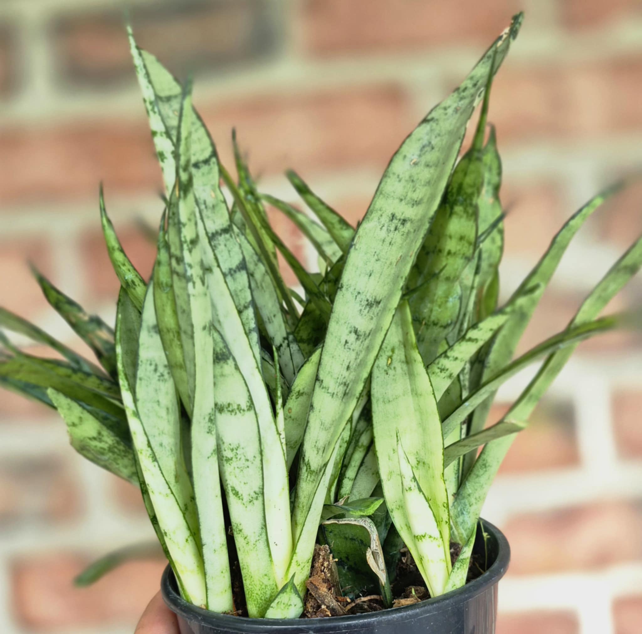 snake plant green and white Silver Streak Snake Plant (Sansevieria 'Silver Streak') – Cedar Bridge Botanicals