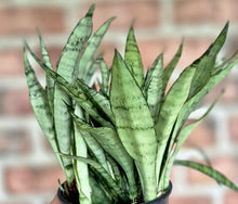 Load image into Gallery viewer, Silver Streak Snake Plant (Sansevieria 'Silver Streak')