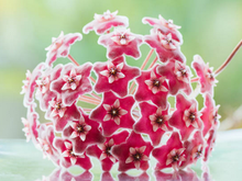 Load image into Gallery viewer, Hoya 'Splash' (Hoya pubicalyx 'Splash')