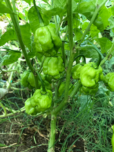 Load image into Gallery viewer, Yellow Scotch Bonnet Pepper Seeds
