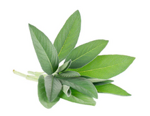 Load image into Gallery viewer, Garden Sage Seeds