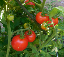 Load image into Gallery viewer, Bush Early Girl Tomato Seeds