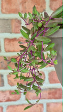 Load image into Gallery viewer, Ruby Necklace (Senecio 'Purple Flush')