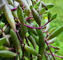 Load image into Gallery viewer, Ruby Necklace (Senecio 'Purple Flush')