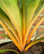 Load image into Gallery viewer, Mandarin Orange Spider Plant