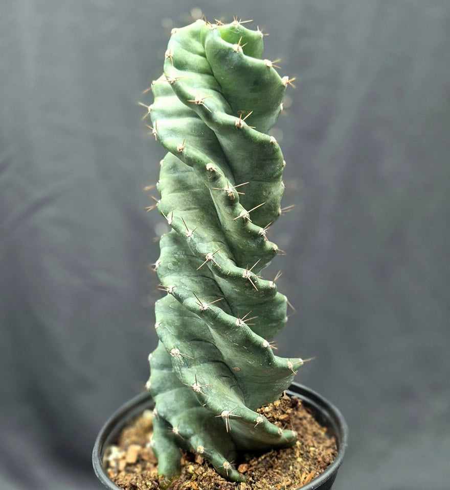 Spiral Cactus (Cereus forbesii 'Spiralis')  Cedar Bridge Botanicals