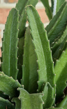 Load image into Gallery viewer, Carrion Flower (Stapelia gigantea)