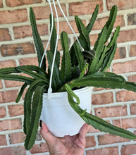 Load image into Gallery viewer, Carrion Flower (Stapelia gigantea)