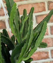 Load image into Gallery viewer, Carrion Flower (Stapelia gigantea)