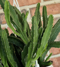 Load image into Gallery viewer, Carrion Flower (Stapelia gigantea)