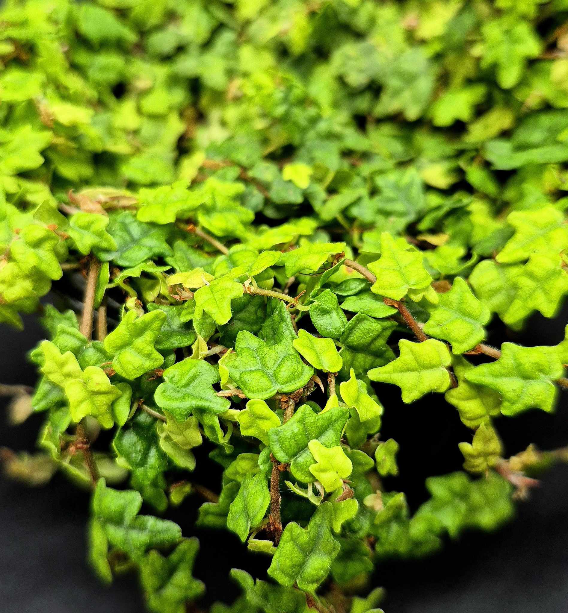 String of Frogs (Ficus quercifolia) – Cedar Bridge Botanicals