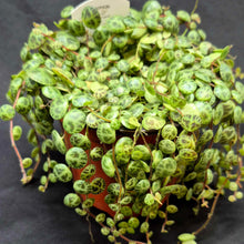 Load image into Gallery viewer, String of Turtles (Peperomia prostrata)
