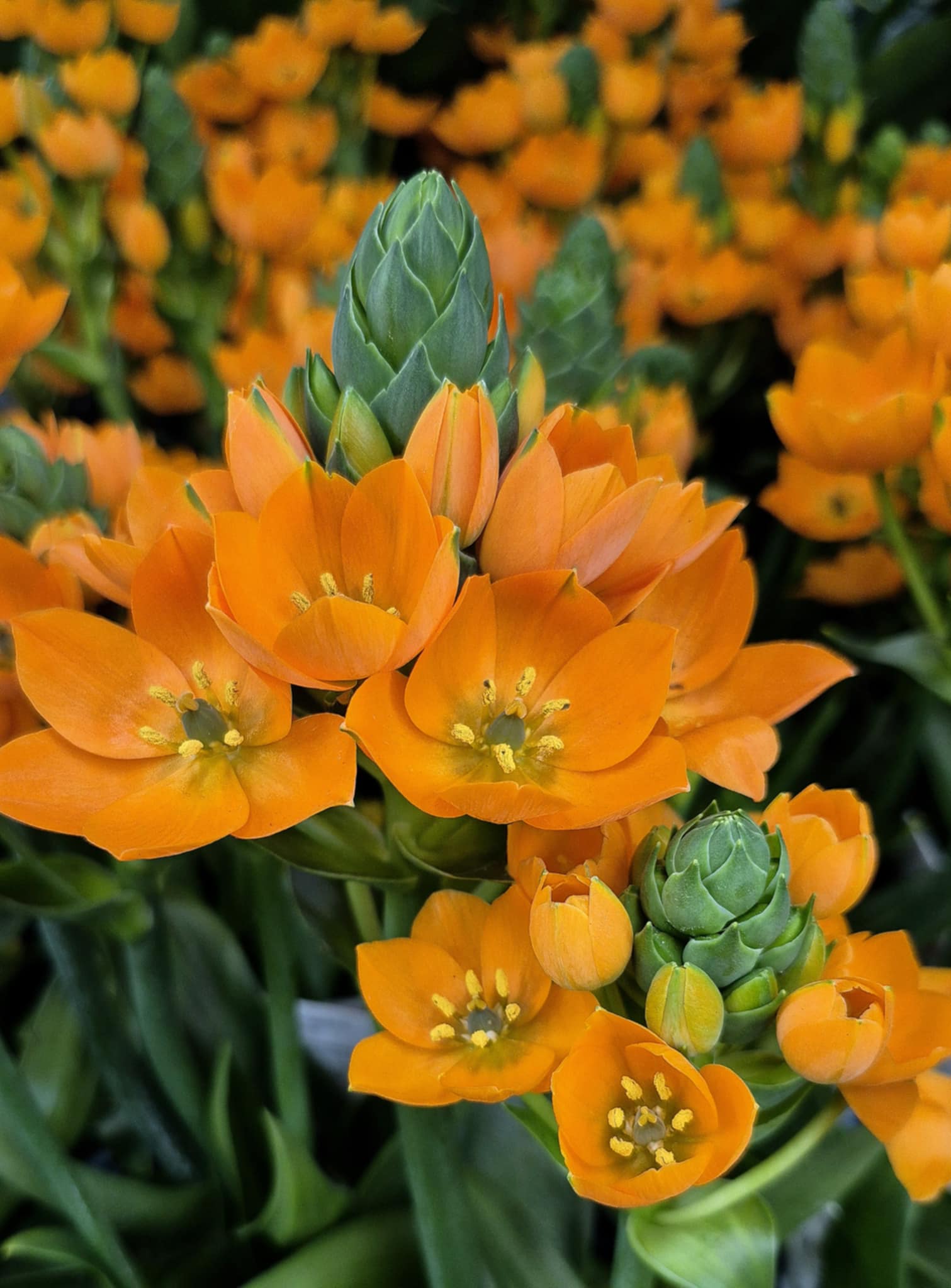 sun star indoor plant Sun Star (Ornithogalum dubium) – Cedar Bridge Botanicals