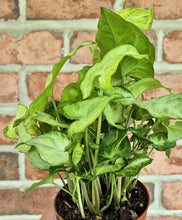 Load image into Gallery viewer, Arrowhead Plant (Syngonium podophyllum 'White Butterfly')
