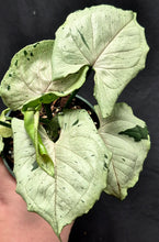 Load image into Gallery viewer, Syngonium podopyllum 'Green Ghost'