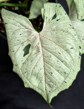 Load image into Gallery viewer, Syngonium podopyllum 'Green Ghost'