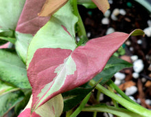 Load image into Gallery viewer, Syngonium Orm Nagpum