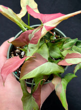 Load image into Gallery viewer, Syngonium Orm Nagpum