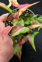 Load image into Gallery viewer, Syngonium Orm Nagpum