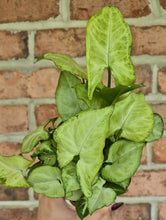 Load image into Gallery viewer, Arrowhead Plant (Syngonium podophyllum 'White Butterfly')