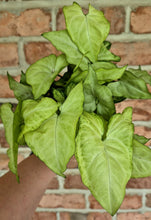 Load image into Gallery viewer, Arrowhead Plant (Syngonium podophyllum 'White Butterfly')