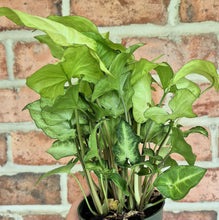 Load image into Gallery viewer, Arrowhead Plant (Syngonium podophyllum 'White Butterfly')