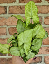 Load image into Gallery viewer, Arrowhead Plant (Syngonium podophyllum 'White Butterfly')